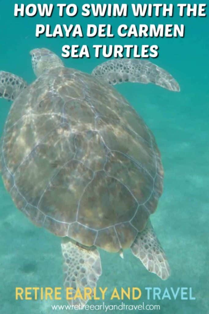 playa del carmen jūros vėžliai