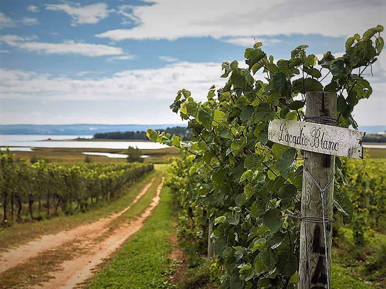 Nova Scotia Wineries Fantastic Wines Not to Be Missed