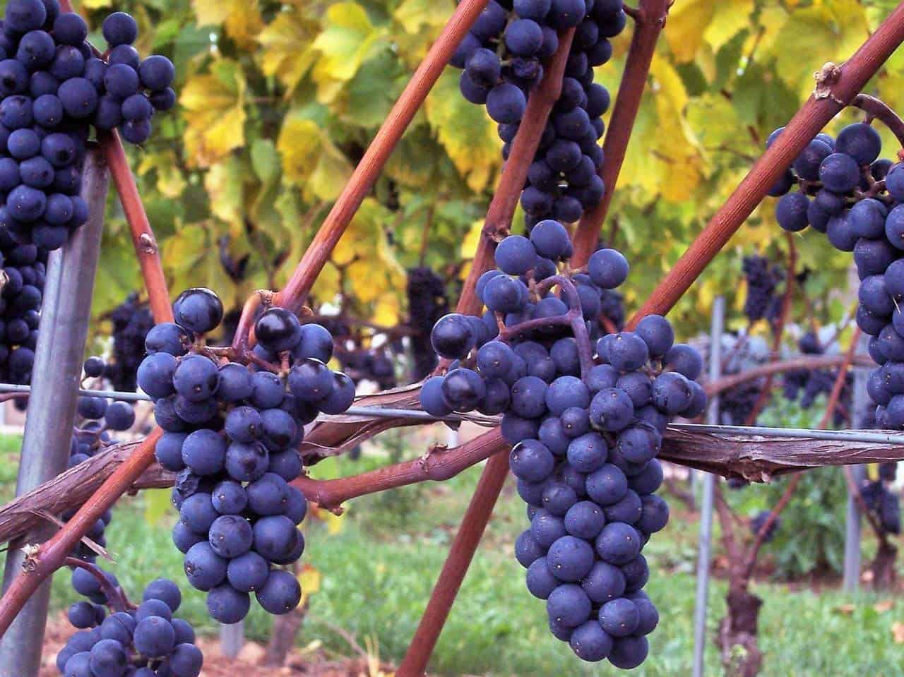 Nova Scotia Wineries Fantastic Wines Not to Be Missed