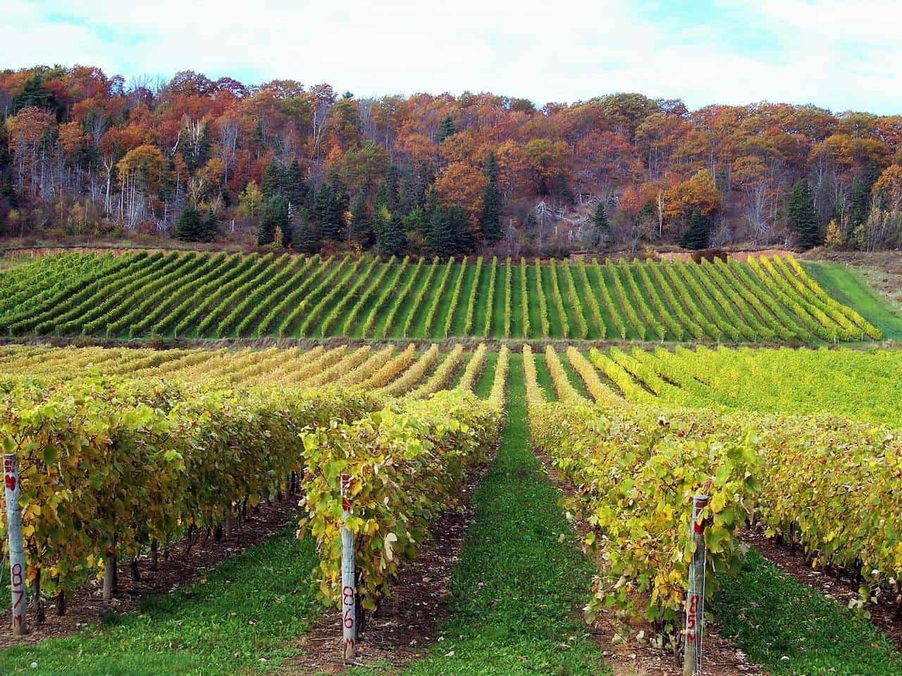 Nova Scotia Wineries Fantastic Wines Not to Be Missed