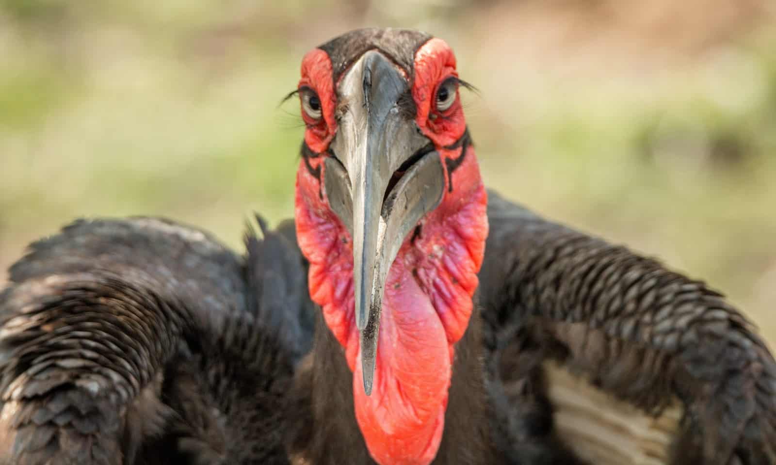 Ground Hornbill