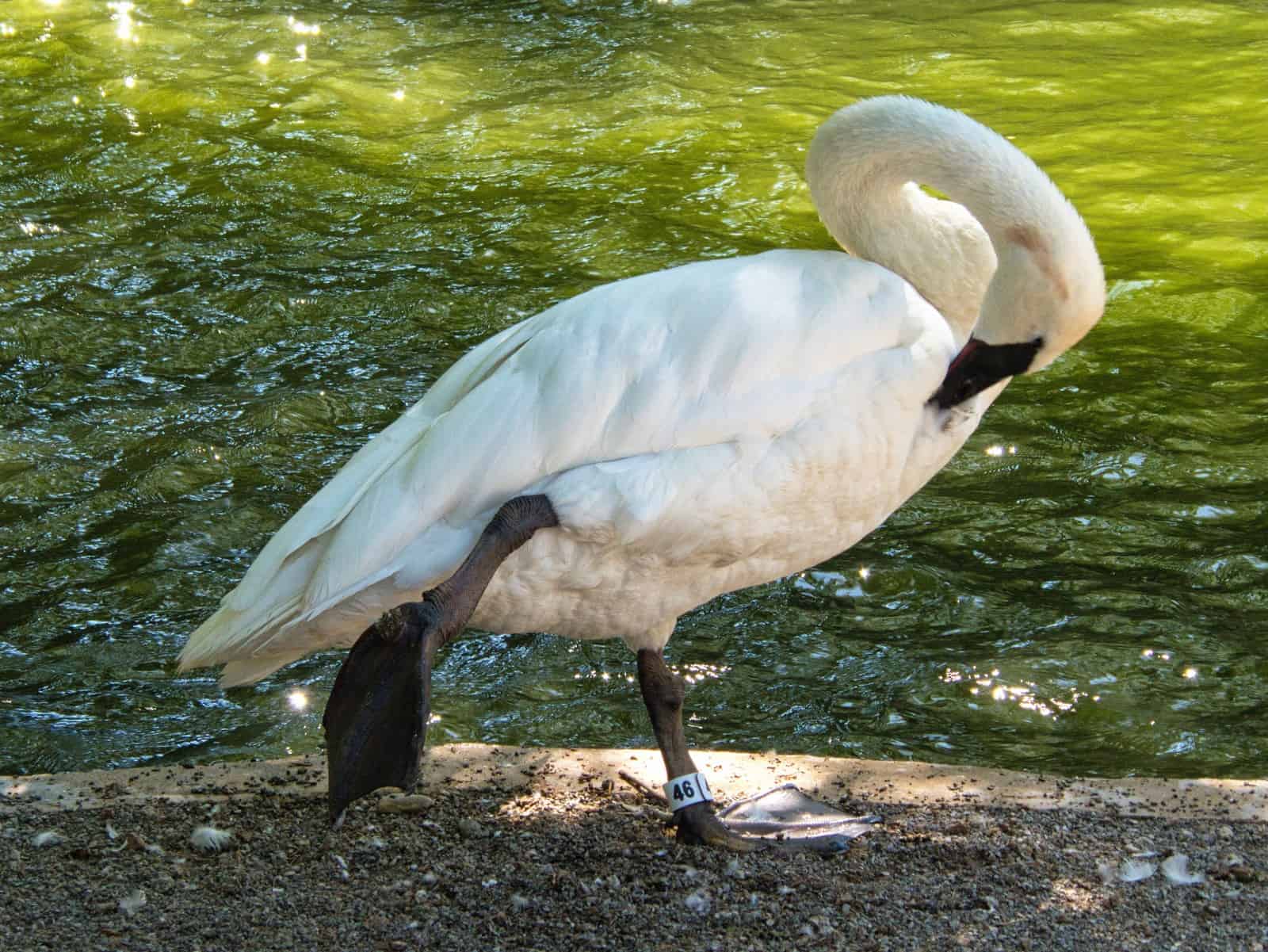 Tracy aviary